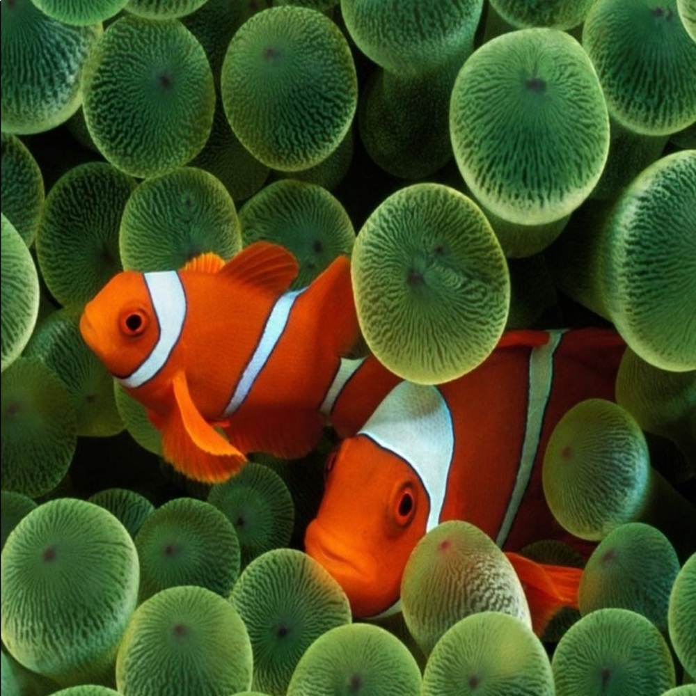 Meet your Posher, Christian